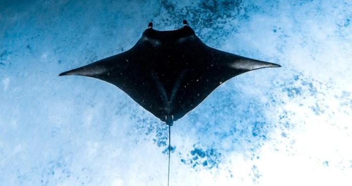 american navy manta ray drone