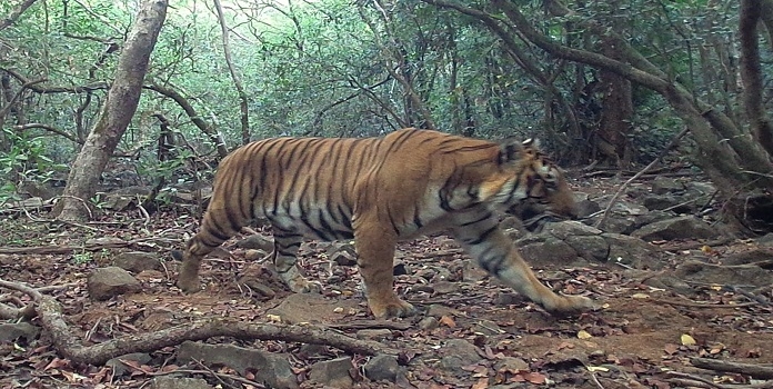 sahyadi tiger