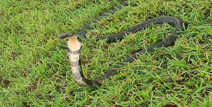 king cobra chandgad