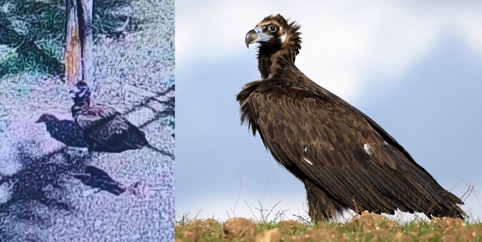 Cinereous Vulture