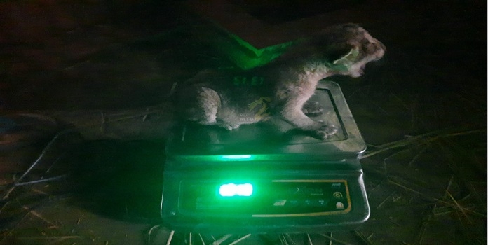 lion cub born in national park