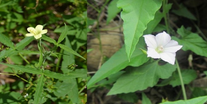 exotic plant species