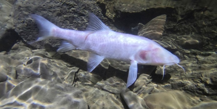 Neolissochilus pnar