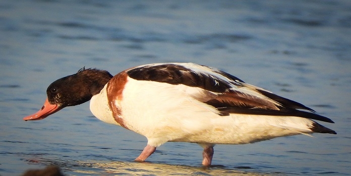 Common Shelduck satara