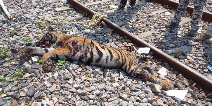 wildlife railway kill