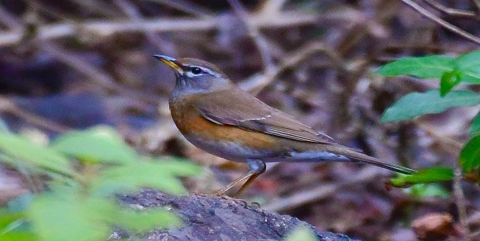 eyebrowed thrush