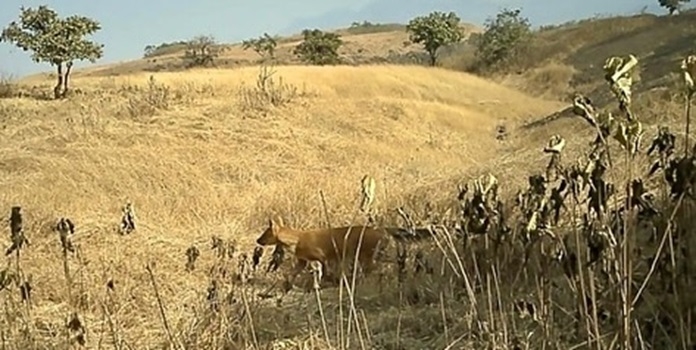 wild dog range extension