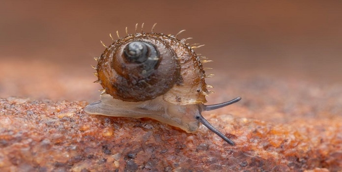 new species of snail