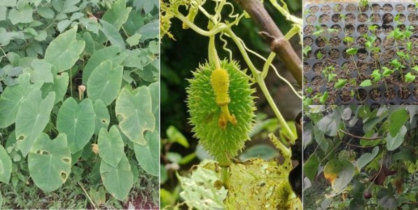 रानभाज्यांसाठी धावले ‘जनुकीय कोष’