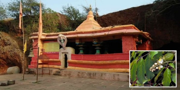 सांगलीच्या गिरलिंगची राई