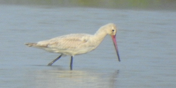 white black tailed godwit