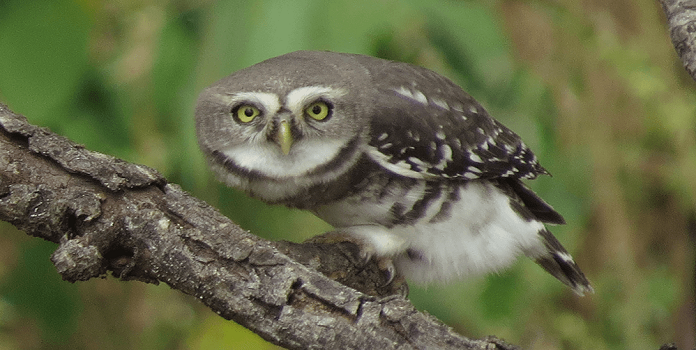maharashtra forest owlet