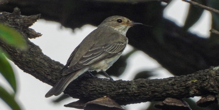 spotted flycatcher