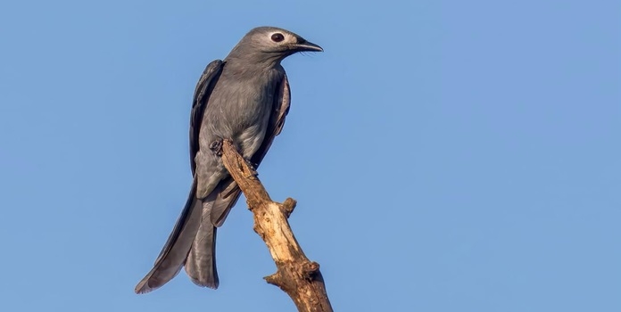 white-lored ashy drongo