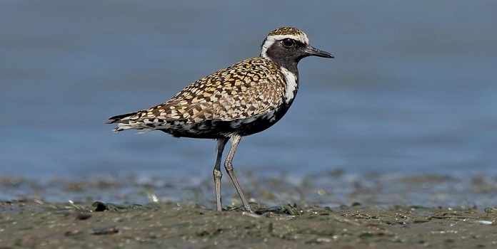 Pacific Golden Plover