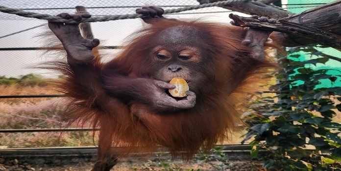 orangutan seized from kalyan