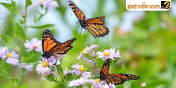 बेलापूरच्या ‘अ‍ॅग्रो गार्डन’मध्ये फुलपाखरांसोबत न्याहारी