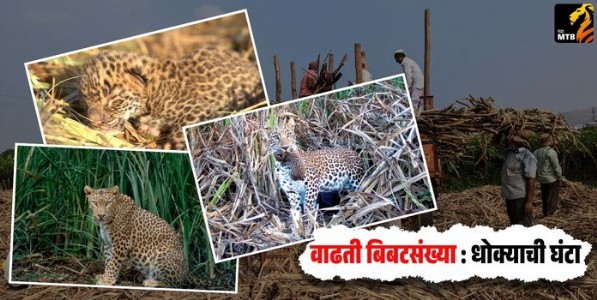 वाढती बिबटसंख्या : धोक्याची घंटा