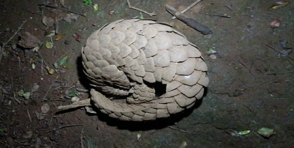 सिंधुदुर्ग - भटक्या कुत्र्यांनी पकडलेल्या खवले मांजराला जीवदान