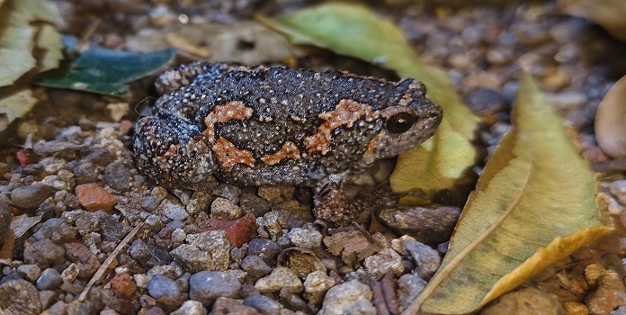 srilankan painted frog