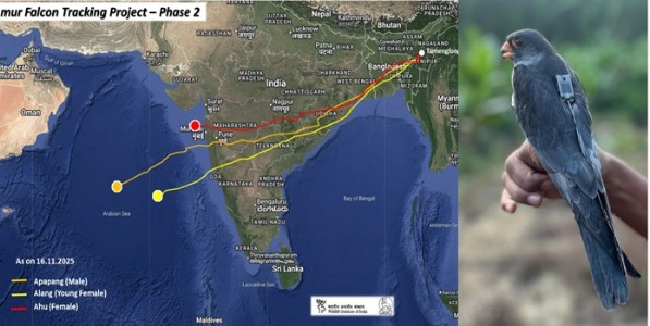 विरार, वेळास, मालवणमार्गे अमूर ससाणा सोमालियासाठी रवाना; ७६ तास न थांबता ३,१०० किमीचे उड्डाण