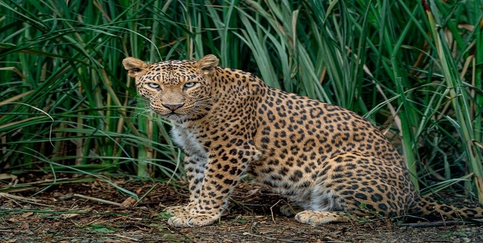 human-leopard conflict issue