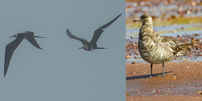 sindhudurg pelagic bird