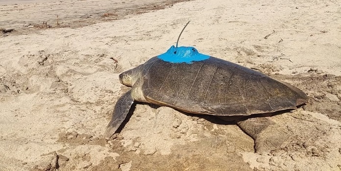 sea turtle satellite tagging