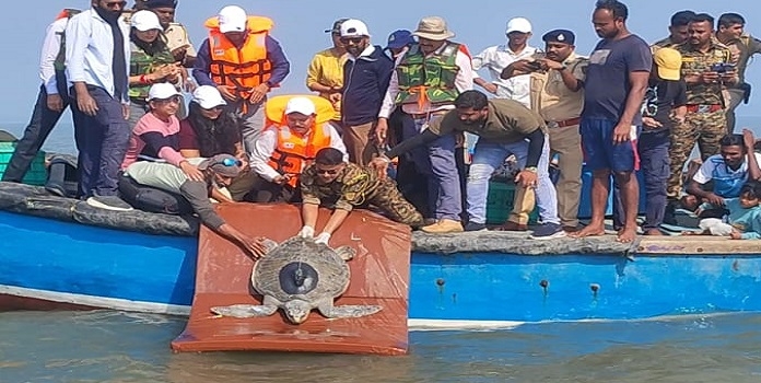 satellite tag sea turtle