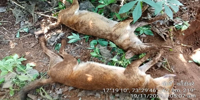 wild dog death
