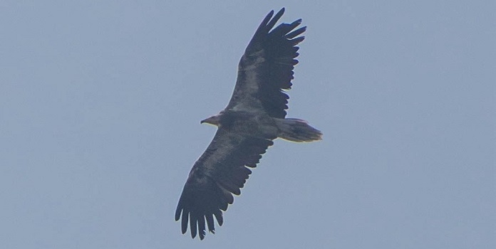 egyptian vulture in thane