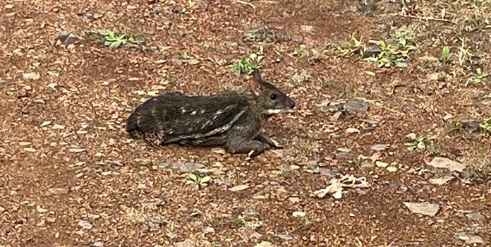 mouse deer spotted in tungareshwar