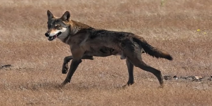 mamadapur conservation reserve