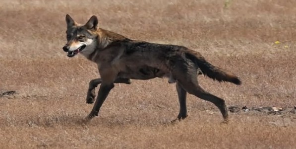 ममदापूरमध्ये धोकाग्रस्त भारतीय लांडग्यांची भरभराट; वीण यशस्वी, संख्येतही वाढ