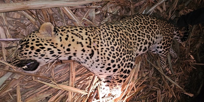 leopard in pune