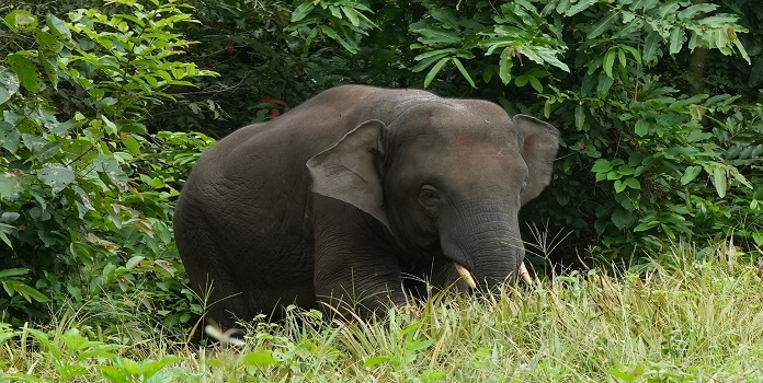 omkar elephant sindhudurg