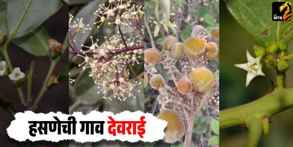 हसणेची गाव देवराई