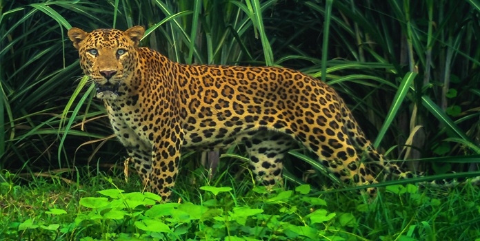 leopard in sugarcane