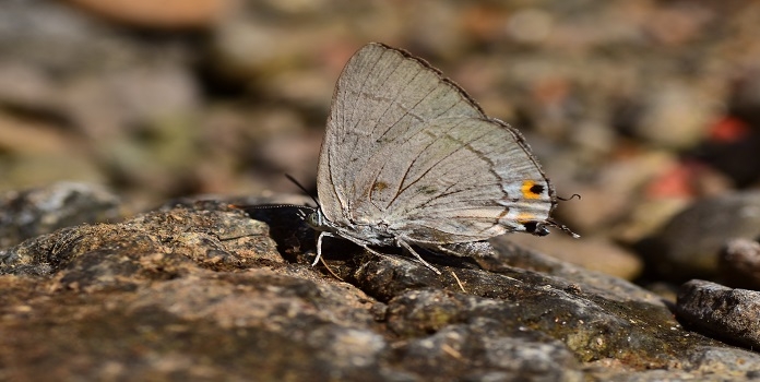 sahyadri silver royal