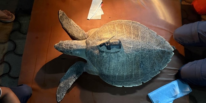 dhavallaxmi sea turtle