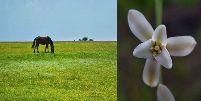 panchgani table land