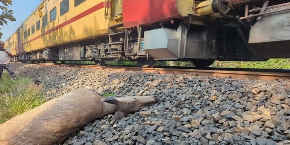 चंद्रपूरात एकाच दिवशी तीन वन्यजीवांचा रेल्वे-रेस्ते अपघातात मृत्यू