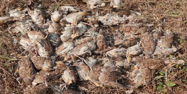 डोंबिवलीच्या जंगलात मृत राखी तित्तिरांचा खच; १०० हून अधिक पक्ष्यांची शिकार ?