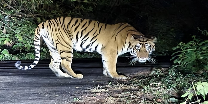 sahyadri translocated tigress