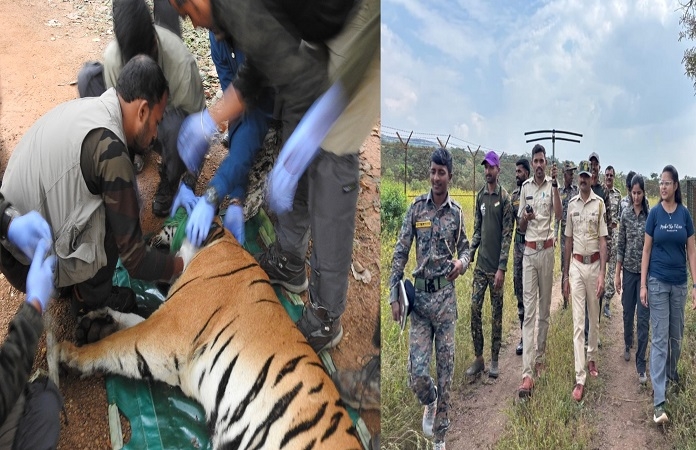 sahyadri chanda tigress