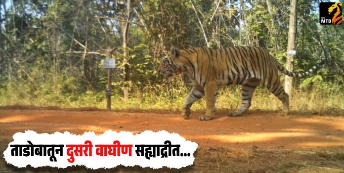 Sahyadri Tiger Reserve
