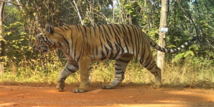 tadoba to sahyadri