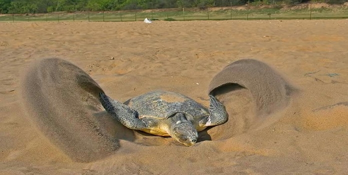 konkan sea turtle