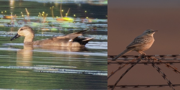 sindhudurg birders recorded highest species in great backyard bird count