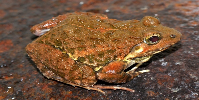 frog discovered from mahabaleshwar